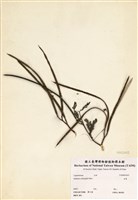 藏品(田菁)的圖片